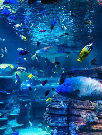 Legoland Sea Life